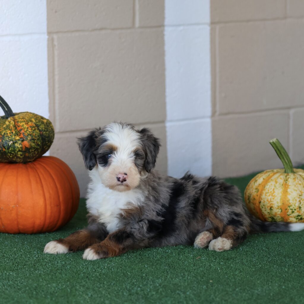bernedoodle puppies for adoption