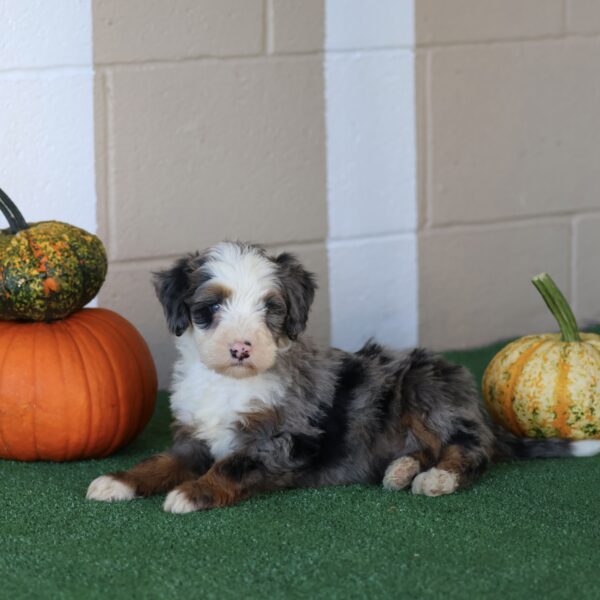 bernedoodle puppies for adoption
