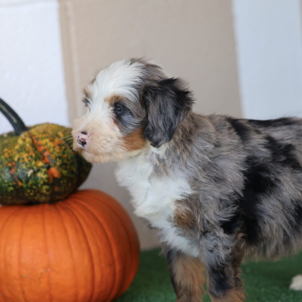 bernedoodle puppies for sale