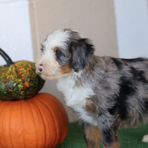 bernedoodle puppies for sale
