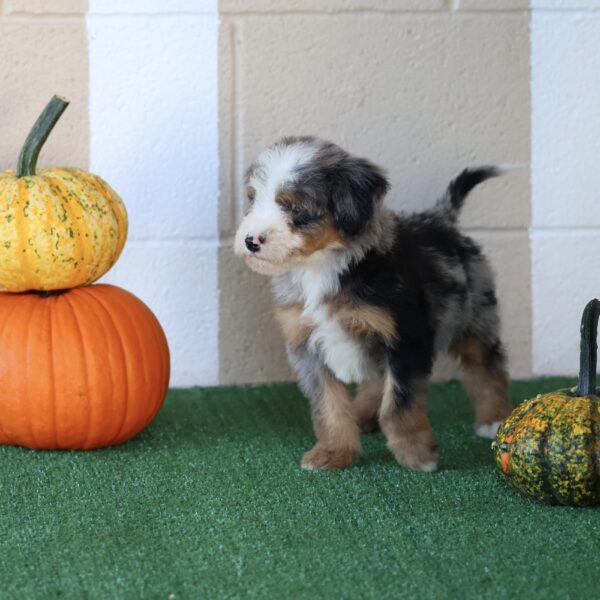 bernedoodle puppies for sale