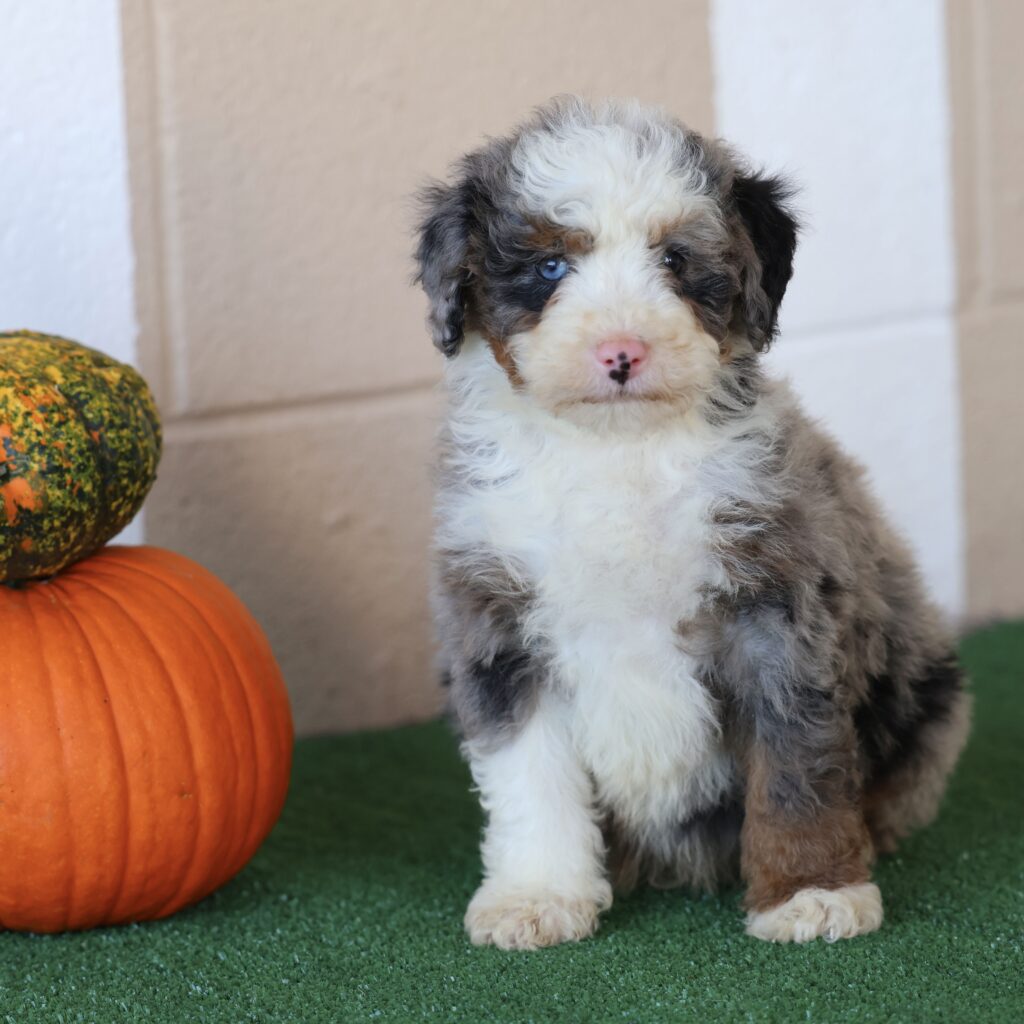 bernedoodle puppies near me