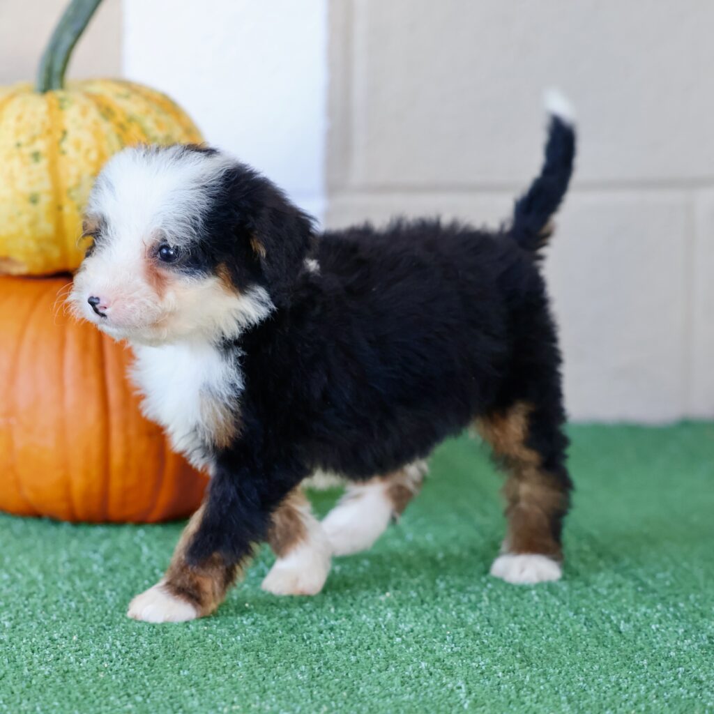 bernedoodle puppies near me