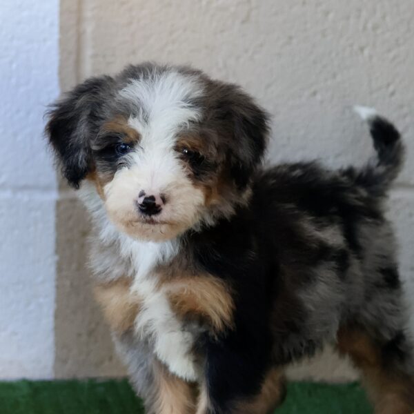 bernedoodle puppies near me