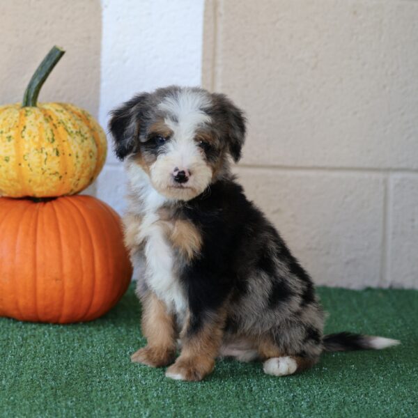 bernedoodle puppies pa
