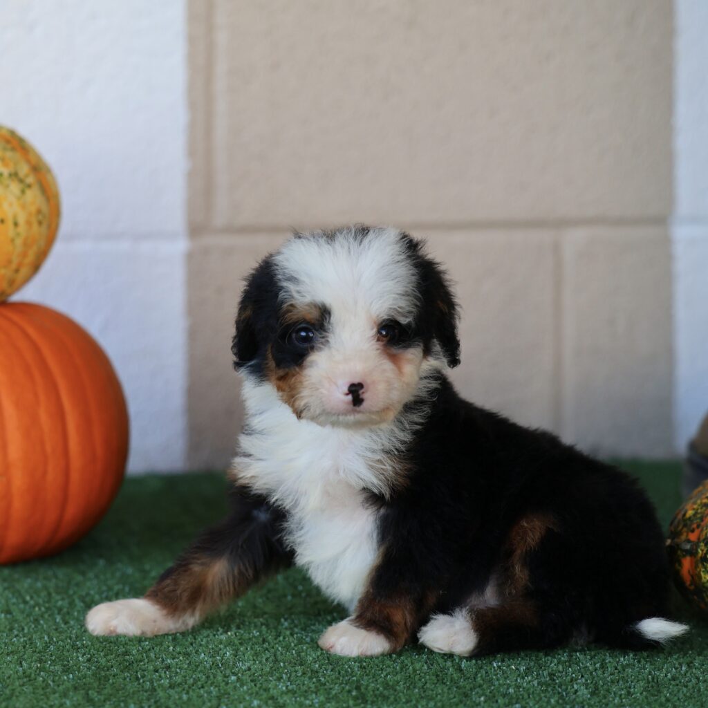 bernedoodle puppy