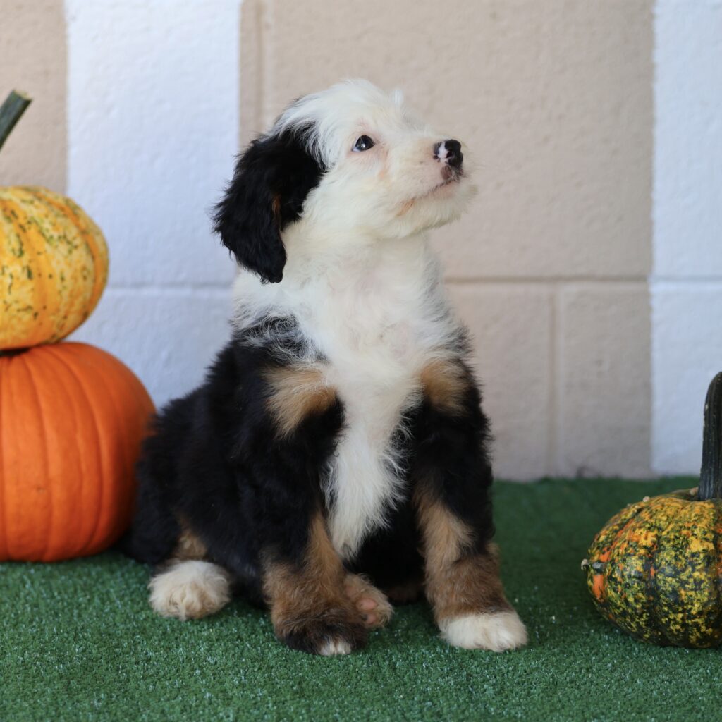 black tri color bernedoodle