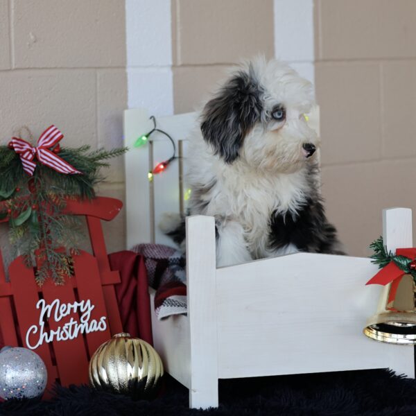 dog breeders in central pa