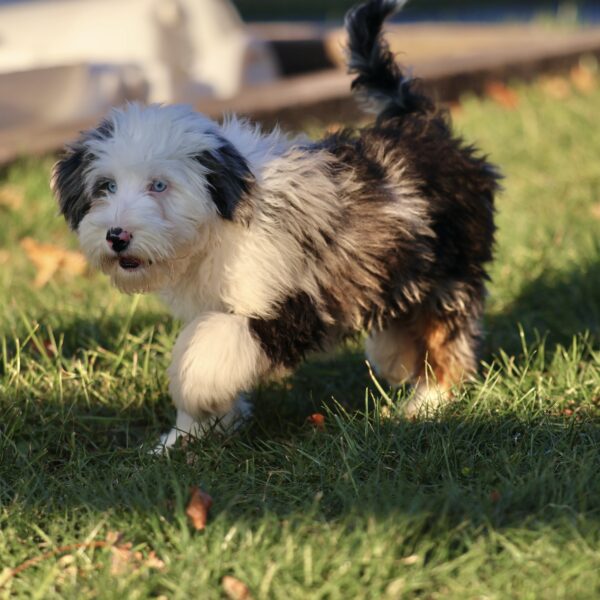 dog breeders in lancaster pa