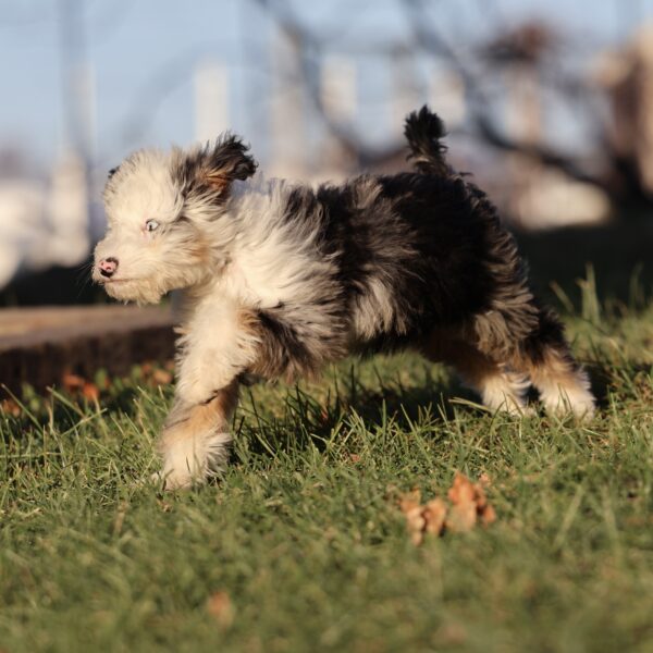 dog breeders in lancaster pa
