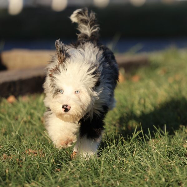 dog breeders in pa