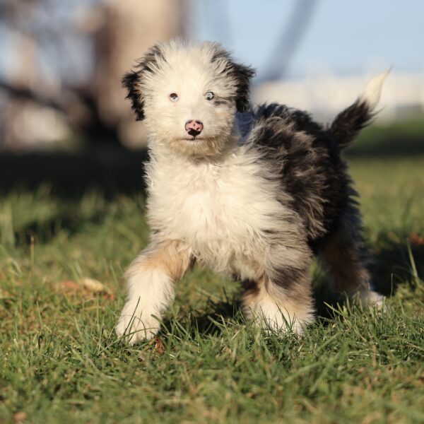 dog breeders in pa