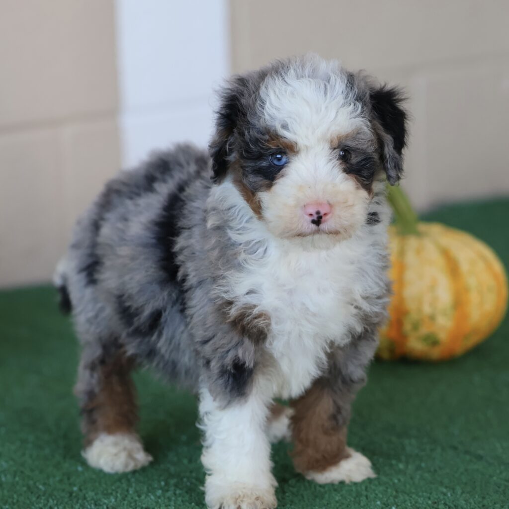 f1 bernedoodle