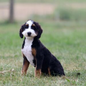 f1 bernedoodle puppies for sale
