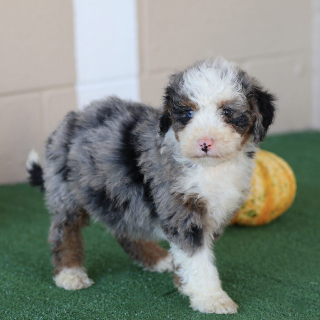 f2 bernedoodle