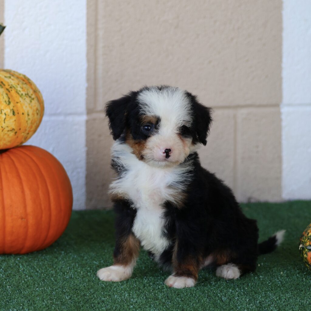 lancaster bernedoodles