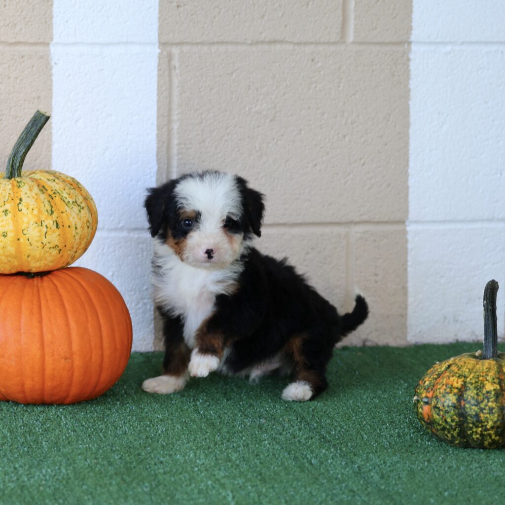 lancaster mini bernedodoles