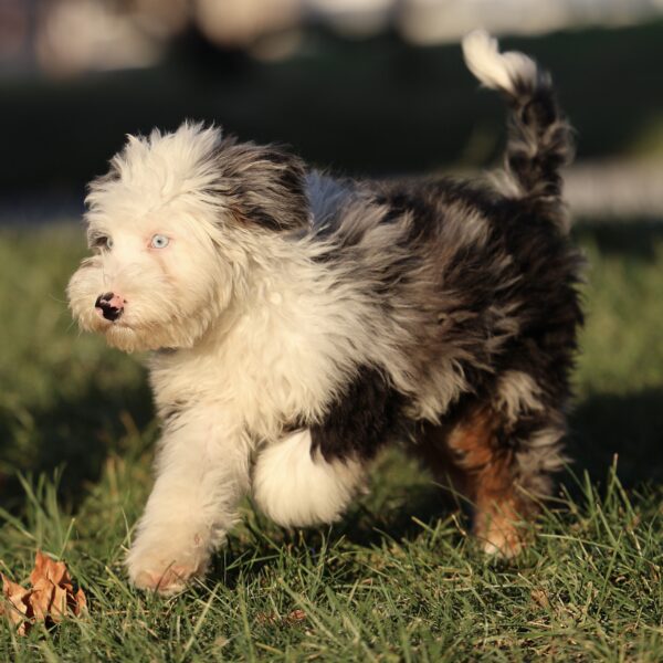 lancaster puppies for sale pa