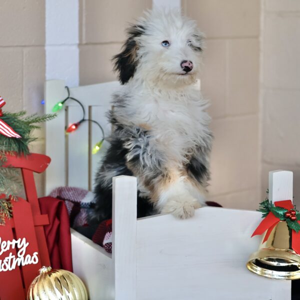 lancaster puppies for sale pa