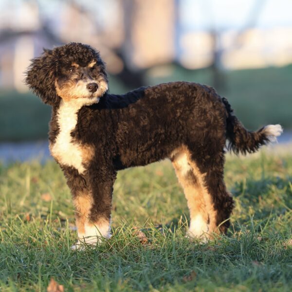 lancaster puppies for sale pa