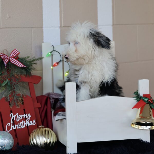 lancaster puppies pa