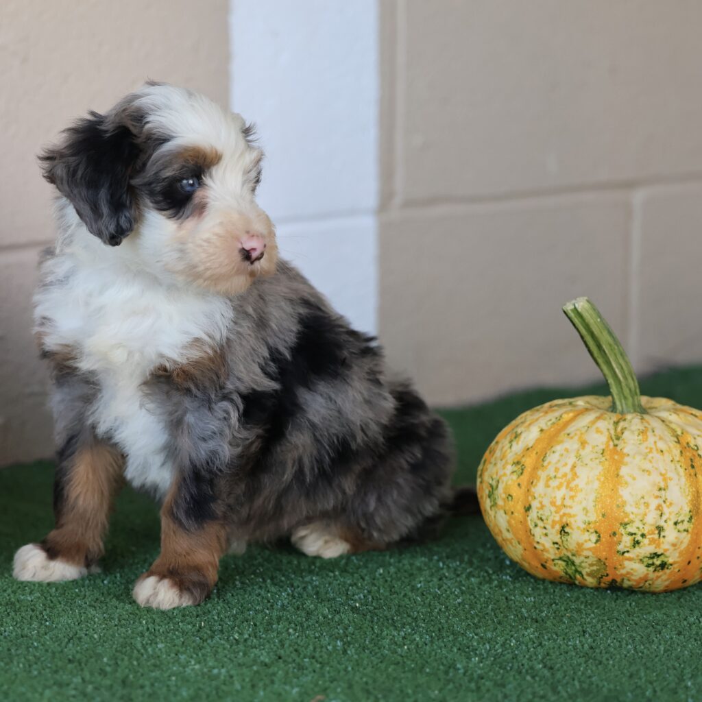 merle bernedoodle mini