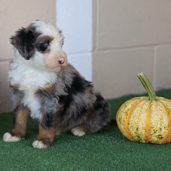 merle bernedoodle mini