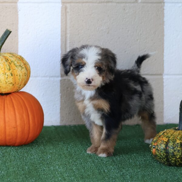 mini bernedoodle breeders