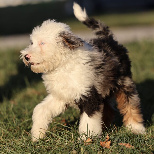 mini bernedoodle hypoallergenic