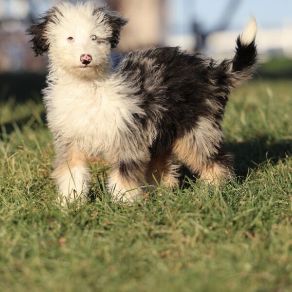 mini bernedoodle puppies for sale