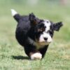 mini bernedoodle puppies for sale