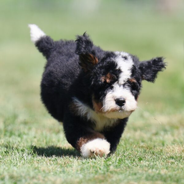 mini bernedoodle puppies for sale