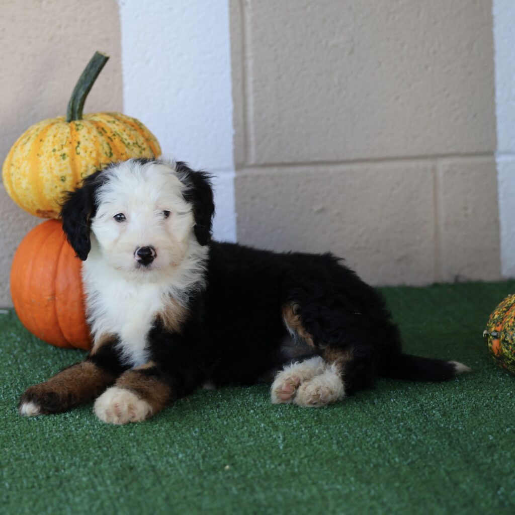 mini bernedoodle puppies for sale