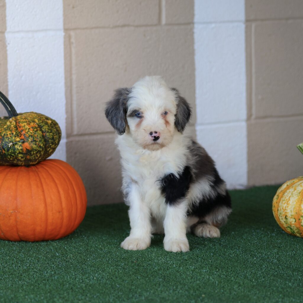 mini bernedoodle puppies for sale