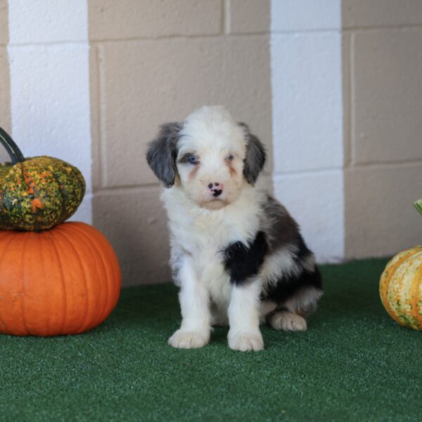 mini bernedoodle puppies for sale