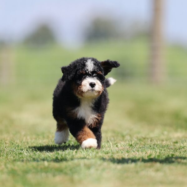 mini bernedoodle puppies for sale in pa