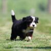 mini bernedoodle puppies for sale near me