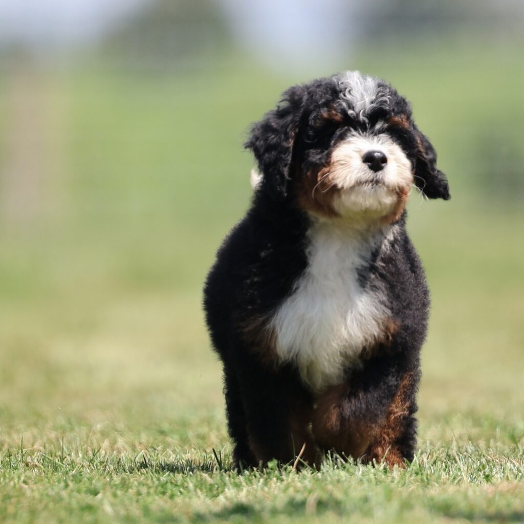 mini bernedoodle puppies for sale pennsylvania
