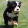 mini bernedoodle puppy for sale