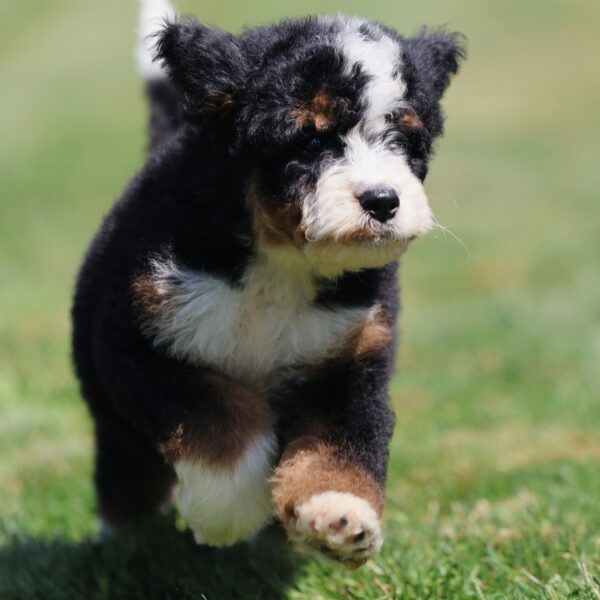mini bernedoodle puppy for sale
