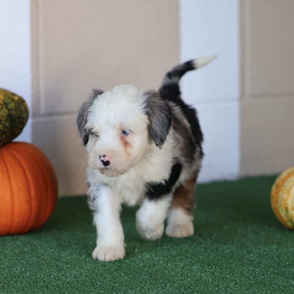 miniature bernedoodle