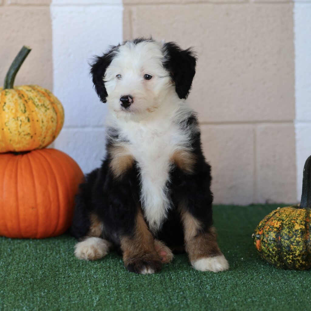 pennsylvania dog breeders