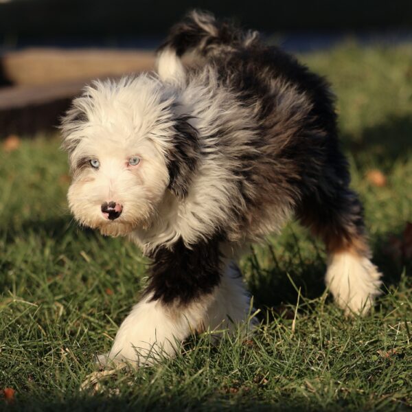 puppies for sale in lancaster