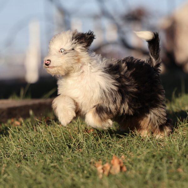 puppies for sale in lancaster