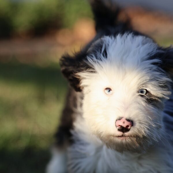 puppies for sale in lancaster pa
