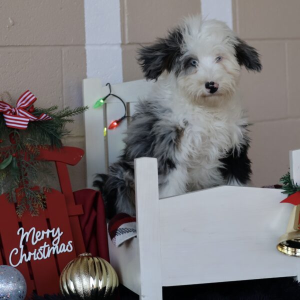 puppies for sale in lancaster pa