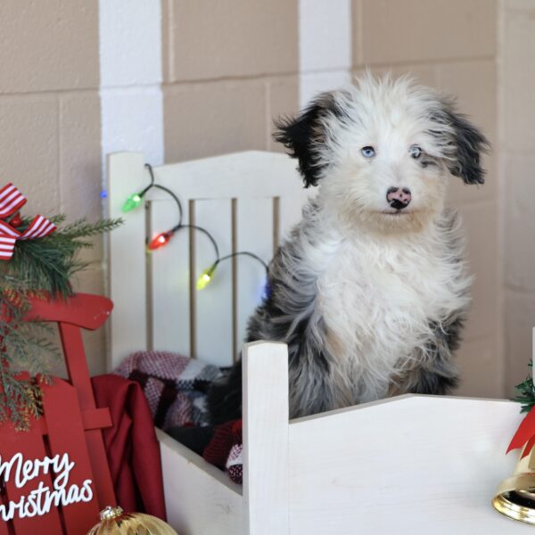 puppies for sale in lancaster pa