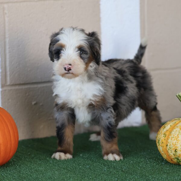 puppies pa