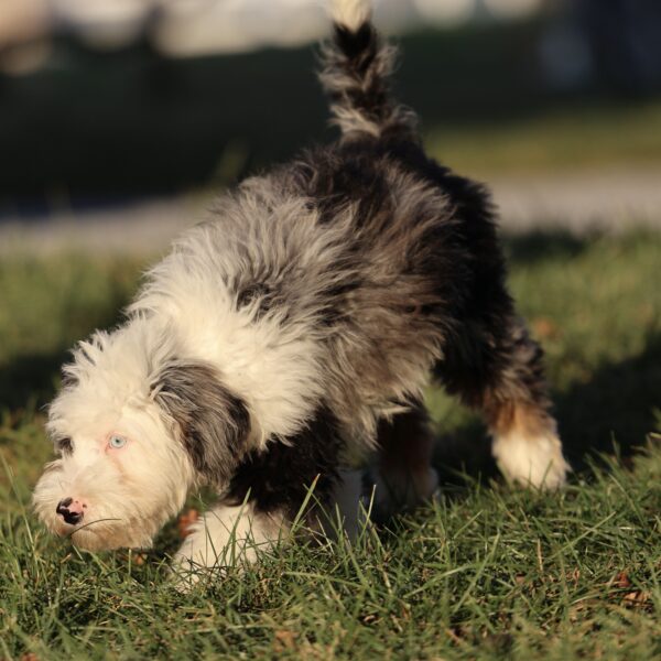 puppy for sale lancaster
