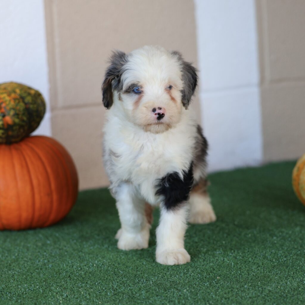 puppy pa